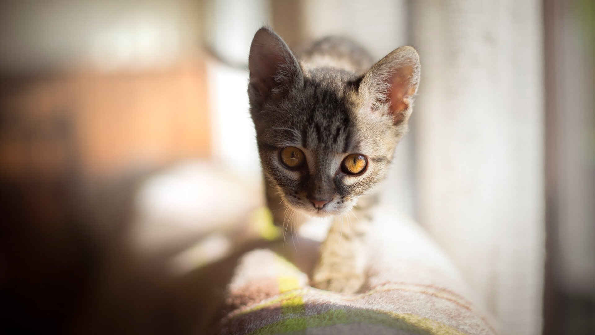 开云APP-尼斯‘一波带走’中国关注？德甲争冠战背后的足球文化碰撞与商业迷思