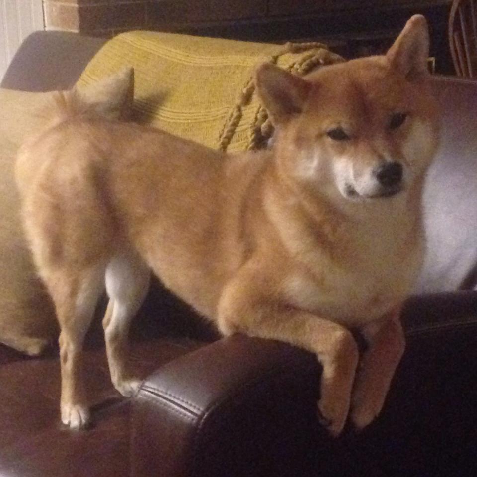 开云-惊天逆转！火箭掀翻夺冠热门上海，马克西末节17分封神