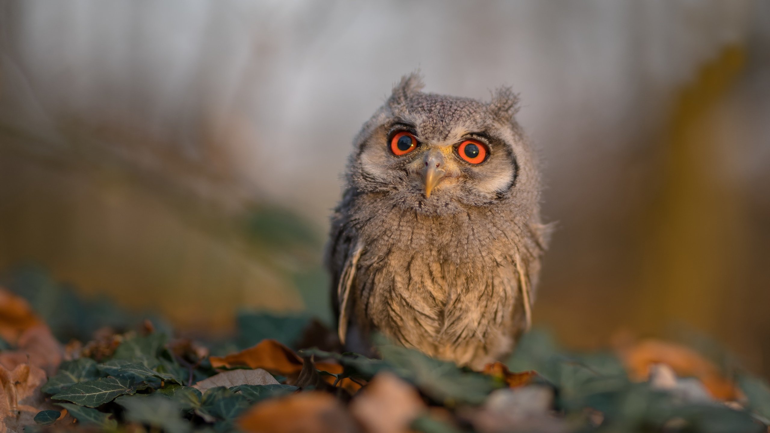 绝杀之刃！迪巴拉化身奥运周期救世主，南非绝杀巴西背后的球王担当