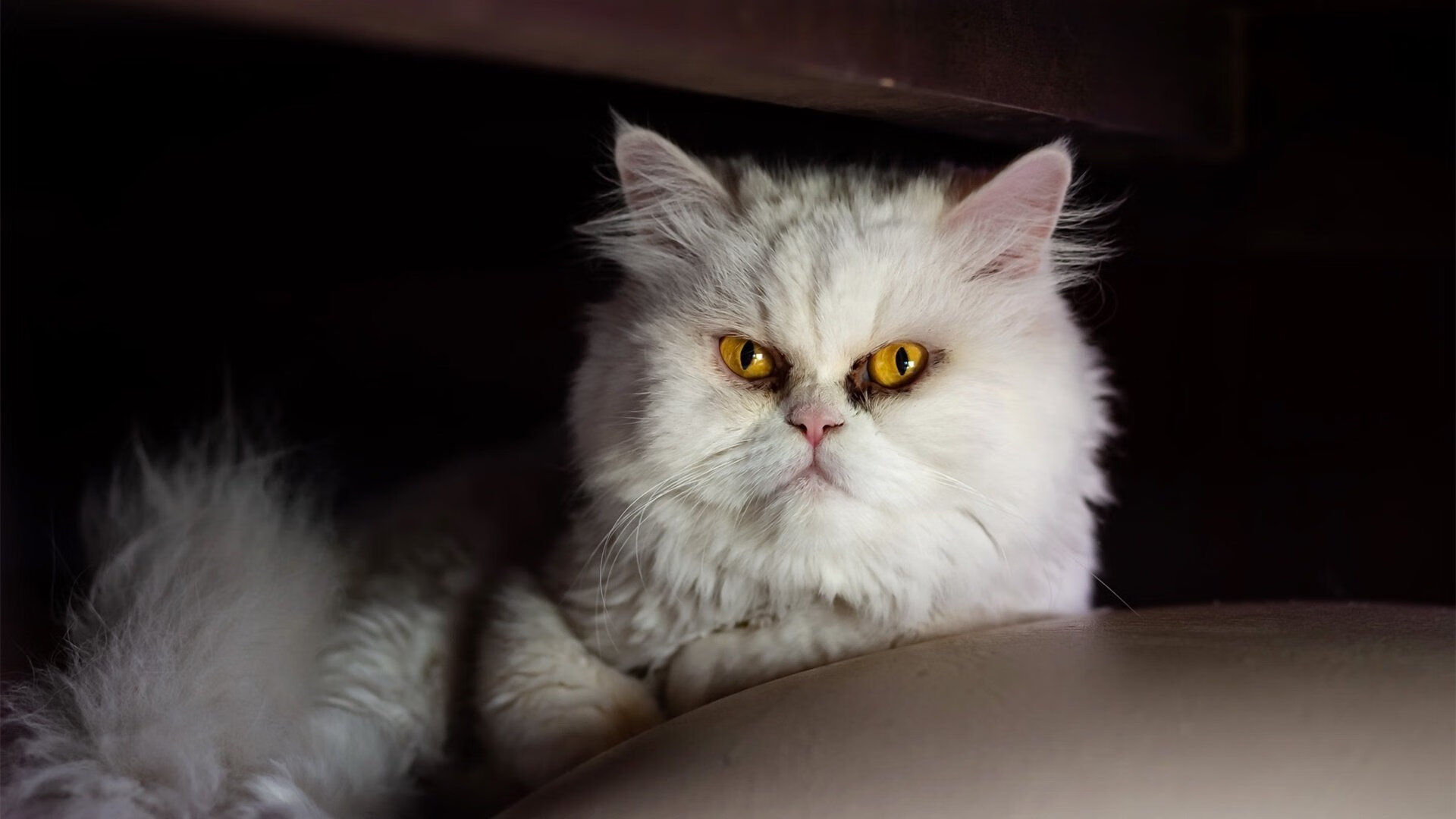 开云体育登录-那不勒斯之夜，当门将成为主角，传统射门正被重写